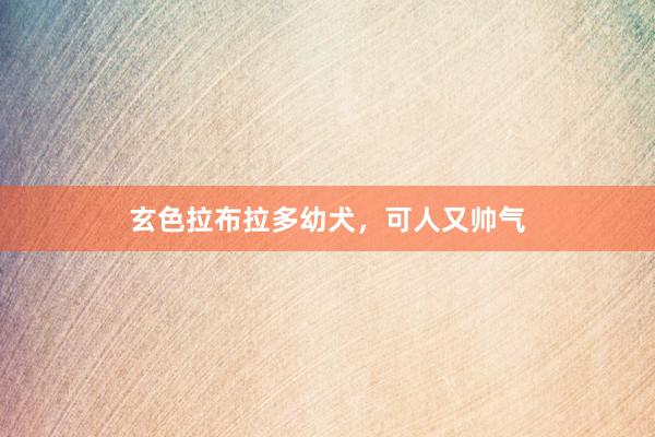 玄色拉布拉多幼犬，可人又帅气